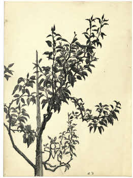 Visualizza l'immagine "FD D 2768"